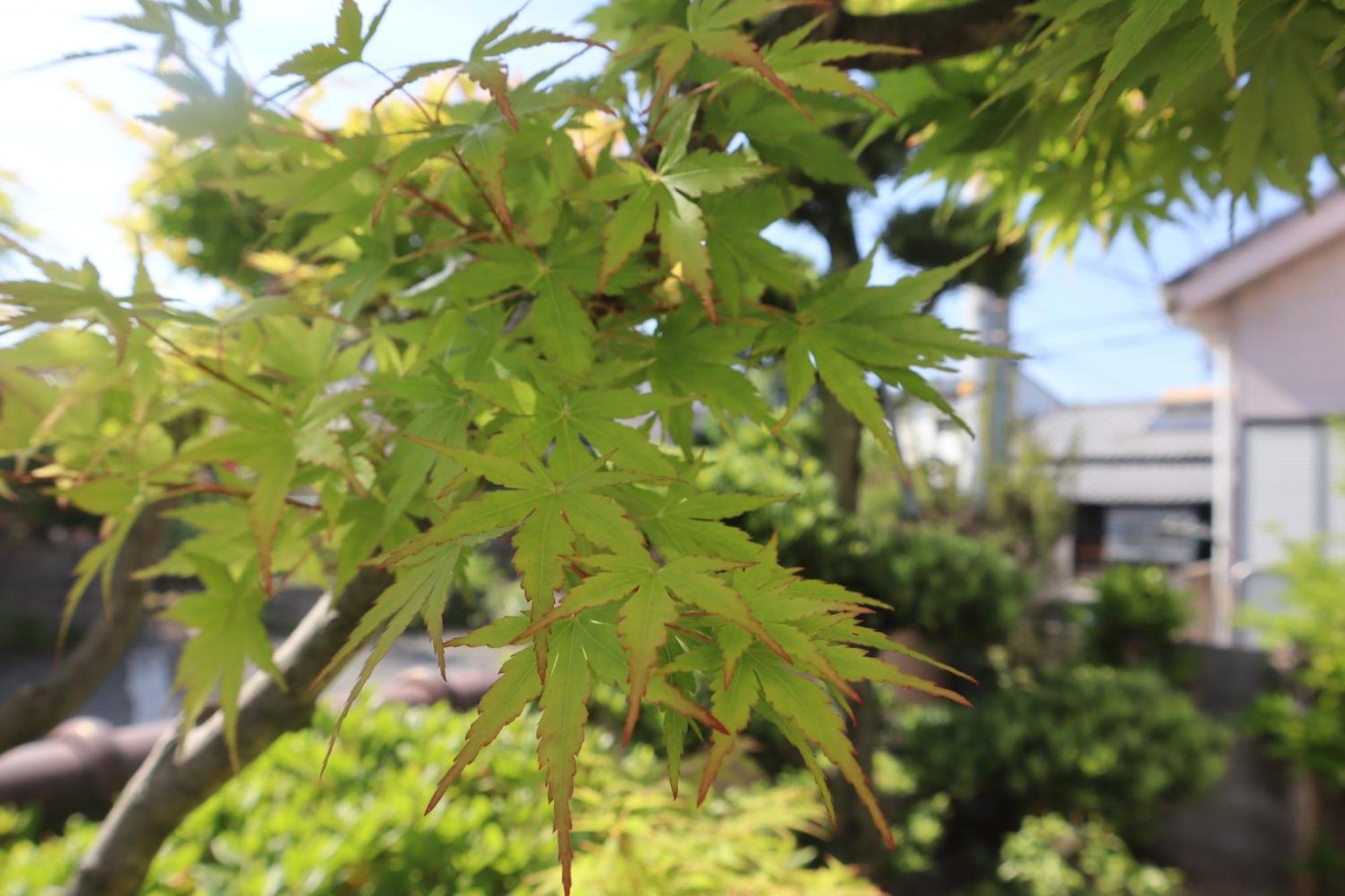 立花荘 Matsuyama (Ehime) Exterior foto
